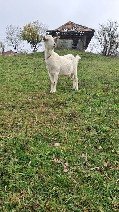 Vând capre în comuna Drăgușeni jud Botoșani