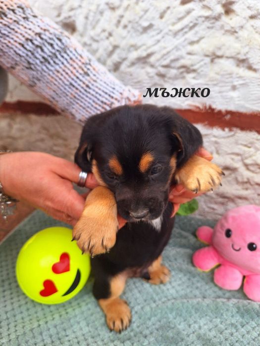 Малки сладки кокерчета