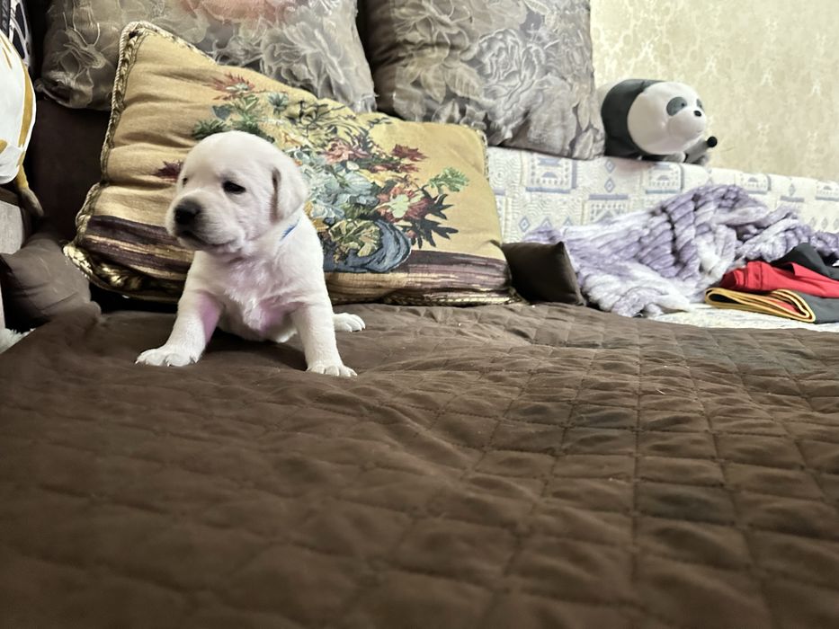 Верный друг лабрадор щенки