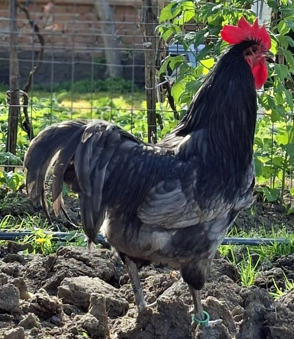 Vând Cocoș si gaini australorp