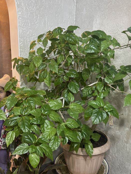 Продам китайскую розу