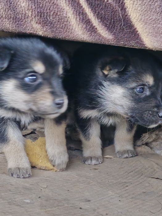 Отдаём щенят в добрые руки