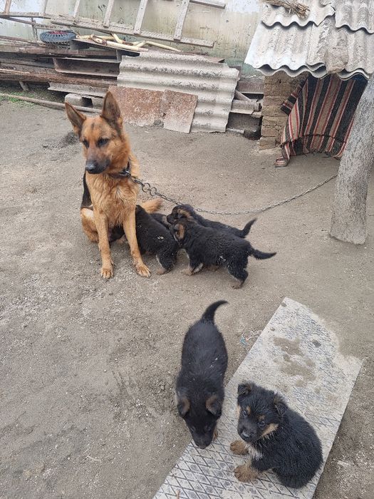 Toza nemis ovcharka bolalari