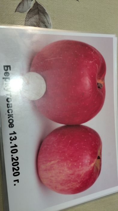 Саженцы яблони и груши