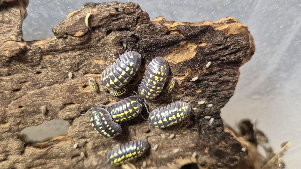 Izopode si miriapode