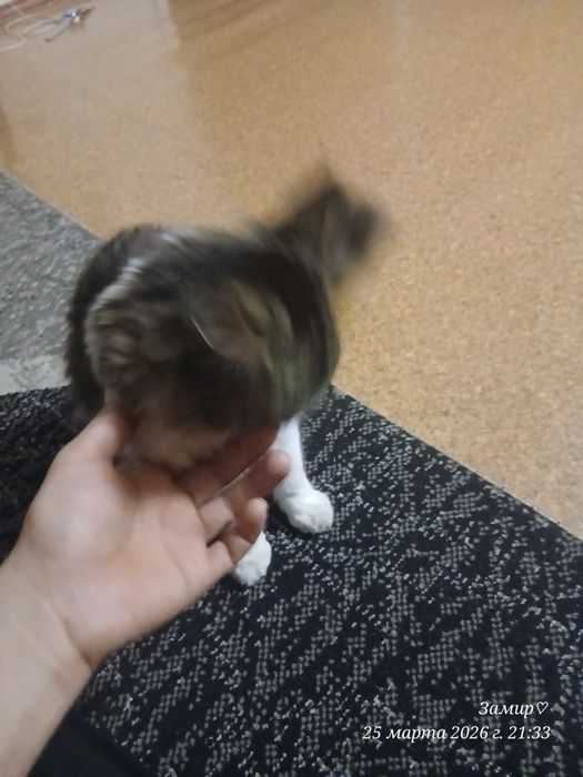 имя симон. сорт майинкум.4 месяц