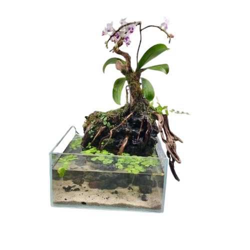 Палюдариумы и Флорариумы в магазине AquaStar