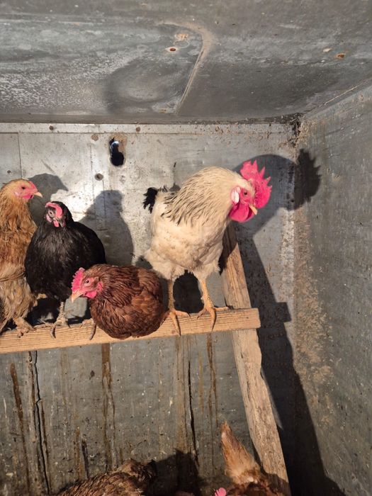 продам адилерский петух 4 штук