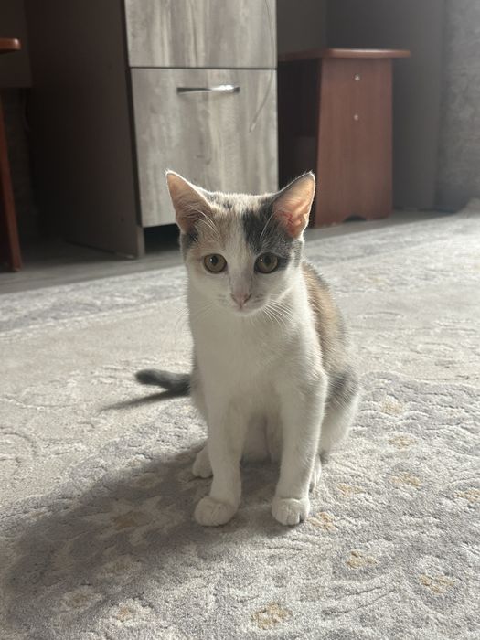 Отдам кошек в добрые руки