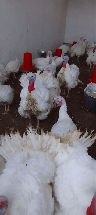 Kyrkalar sotiladi arzonga