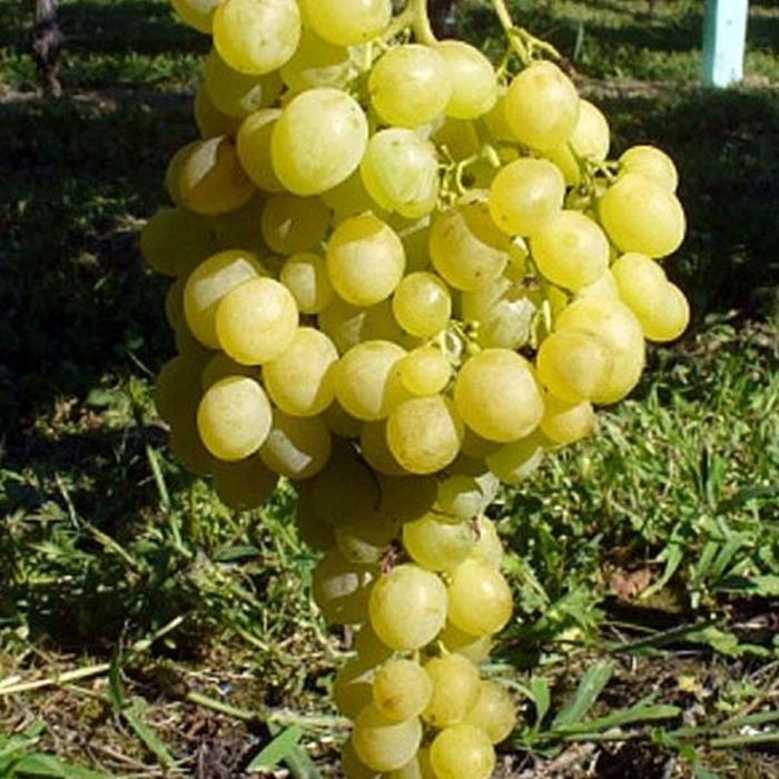 Vita De Vie Nobila Altoita