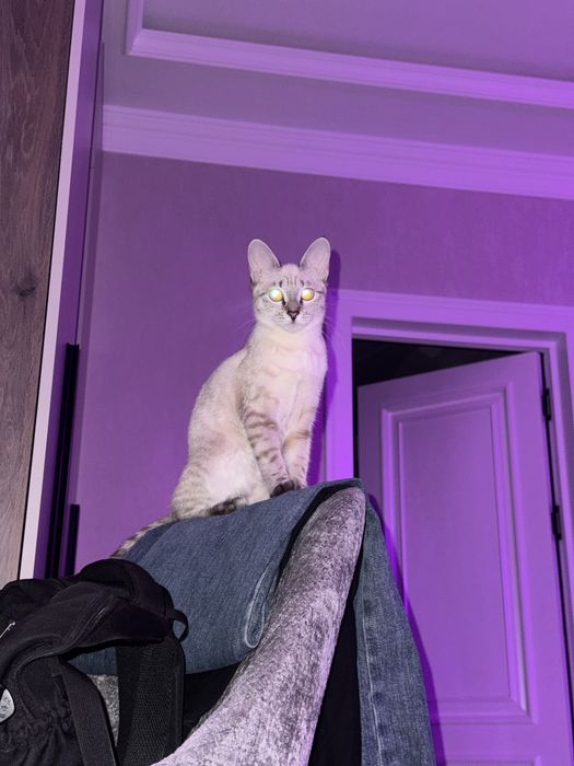 Пропала     Кошка