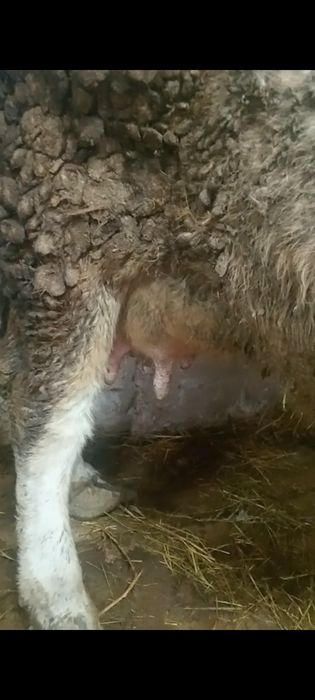 Бузаулы сутты сиырлар