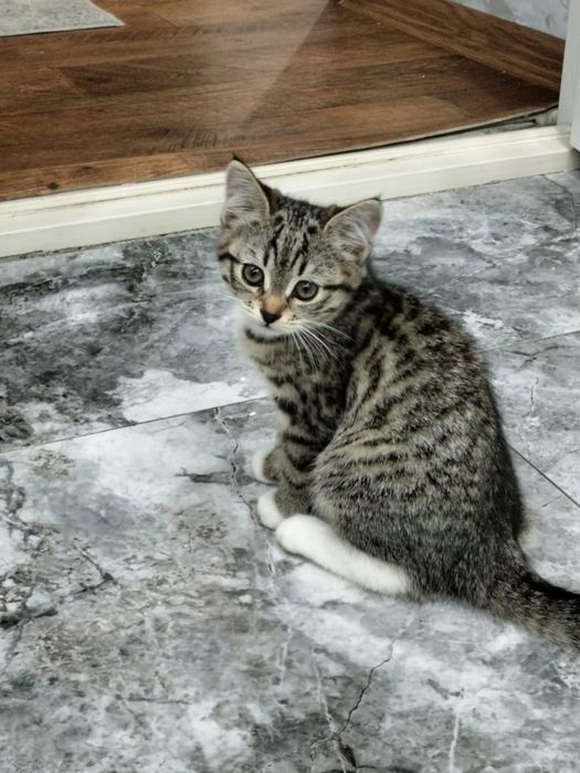 Отдам котенка в добрые руки