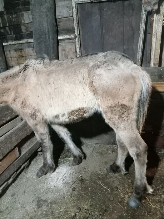 Тай 2 головы. Молодняк