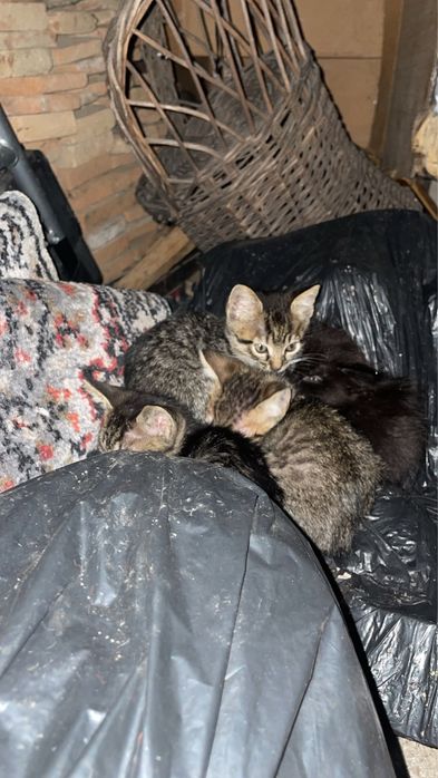 4 pisoi de adoptat
