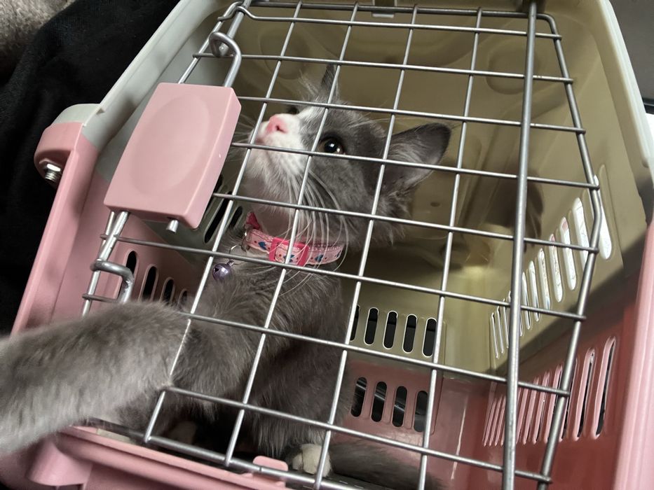 Кошка в добрые руки