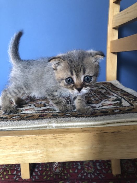 Котенок вислоухий мальчик