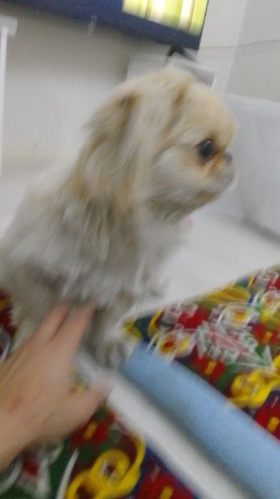 Пикинес ищет подругу