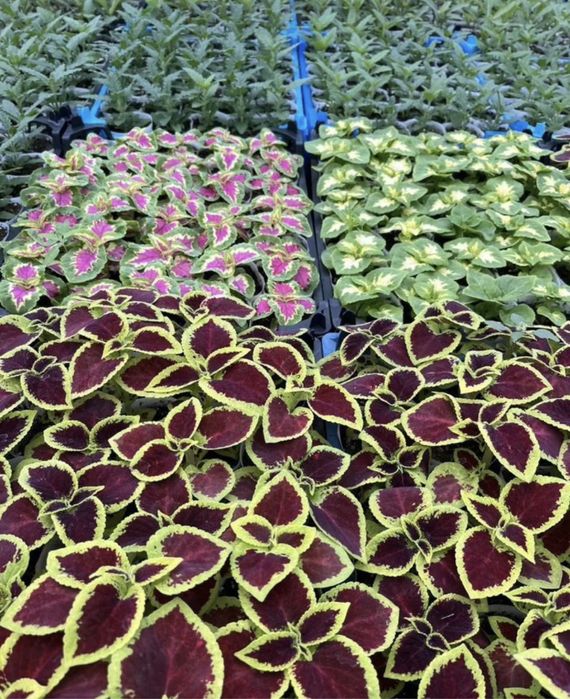 П е т у н и я - о д н о л е т к а