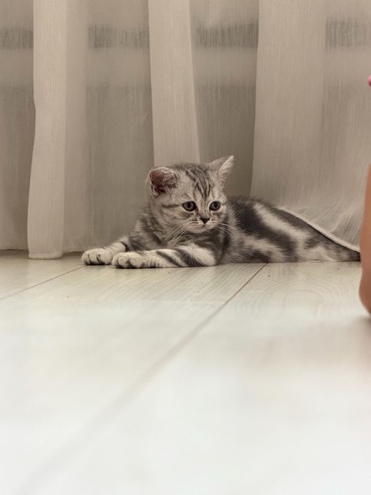 Котик шотланской породы