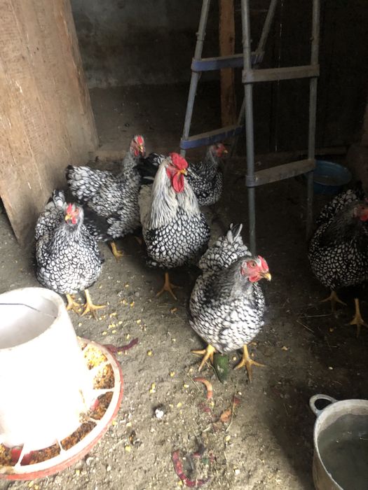 Vand familie gaini rasa Wiandotte argintiu