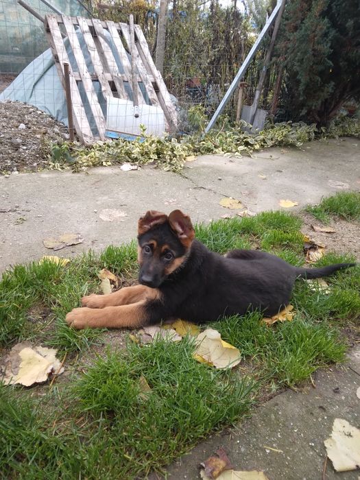 Femela ciobanesc german