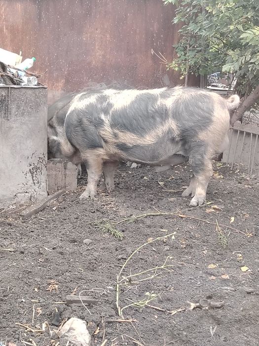 Продам хряка на племя
