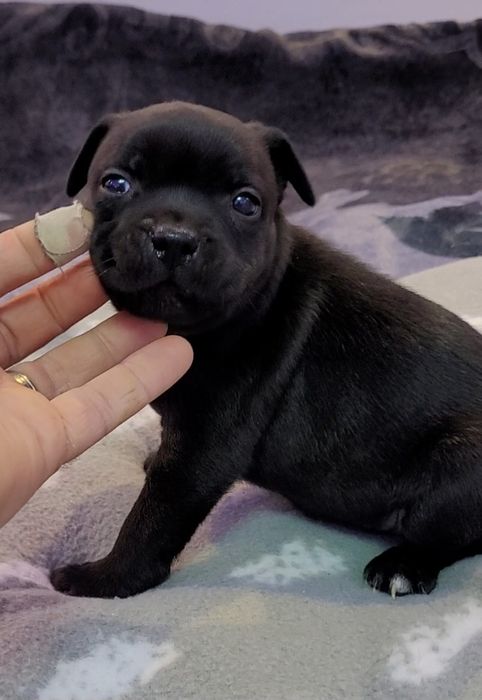 Staffordshire bull terrier