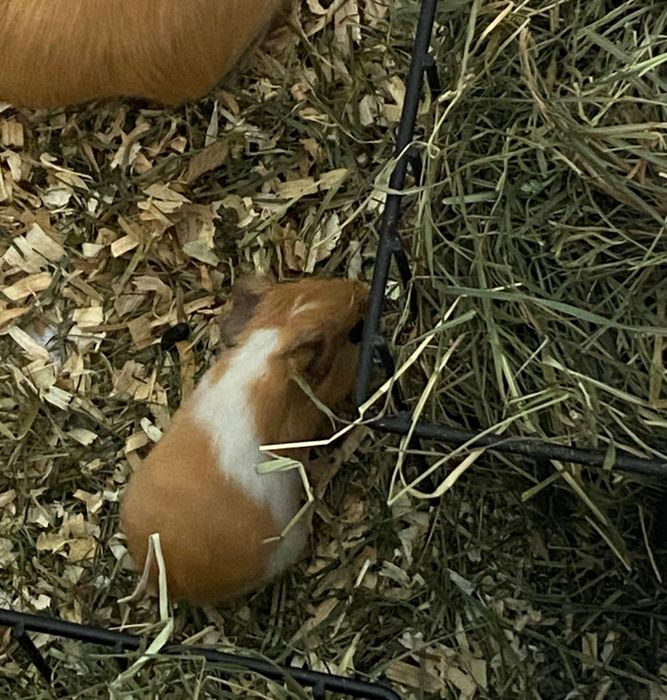 Морски свинчета - новородени