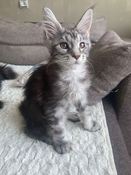 Мейн-кун девочка