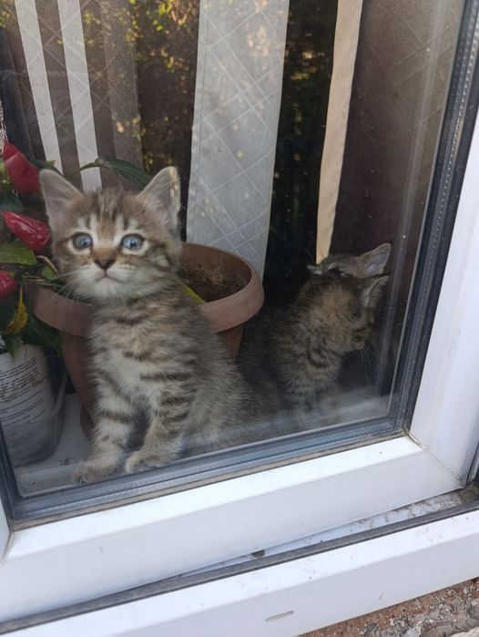 Отдам котят в добрые руки