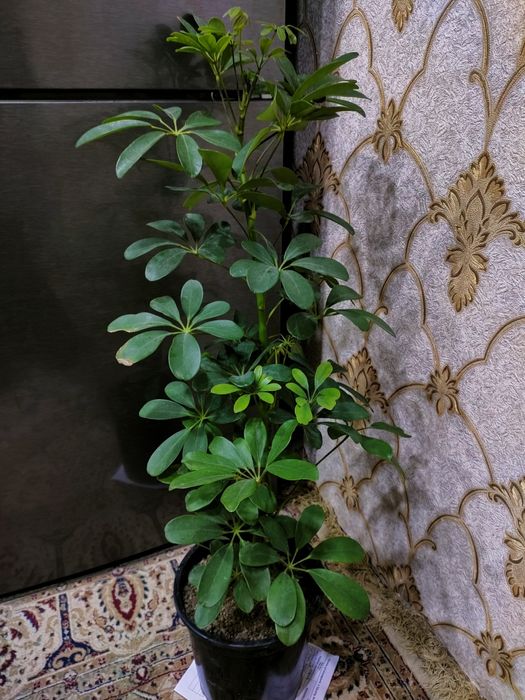 Комнатные растения, доставка