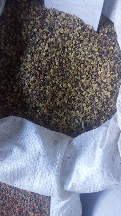 Овёс в мешках Костанай