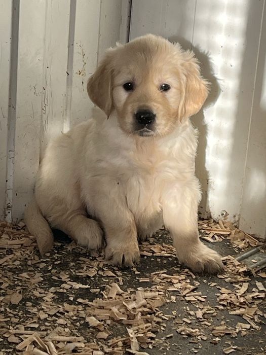 Золотистый ретривер