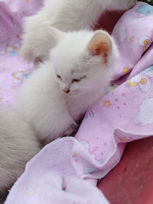 Отдам котят в добрые руки