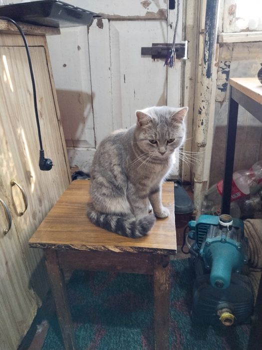 Продаю Шотландская скотиш Страйт девачка