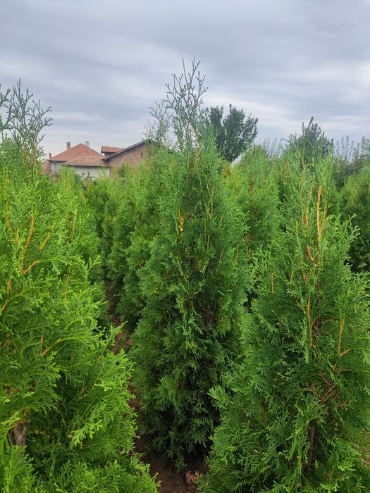Западна туя Фастигиата - Уникална-Промоция