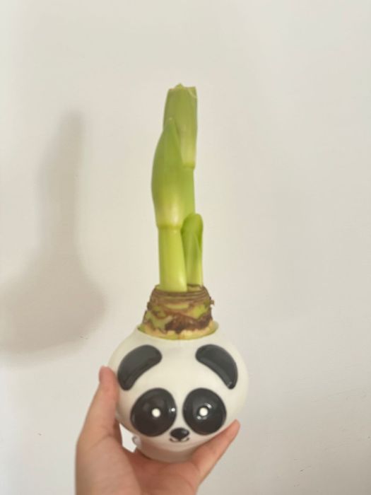 Амариллис в воске/ луковицы Амариллиса