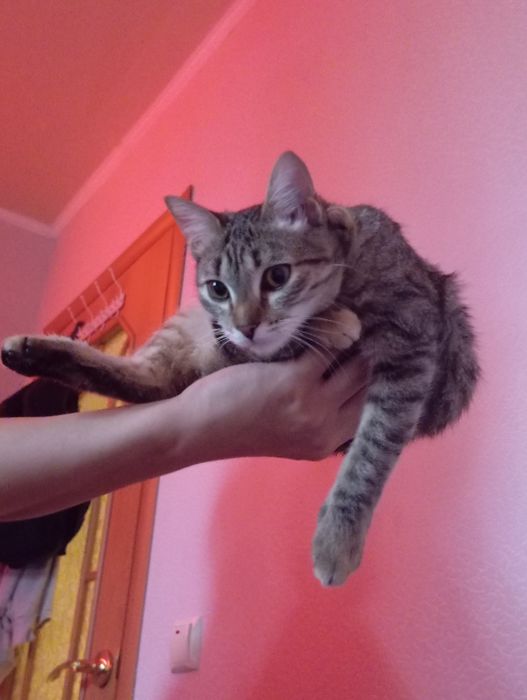 Отдам кошечку и котенка