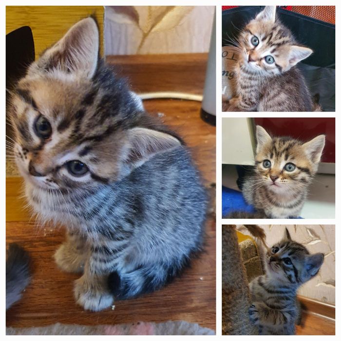 Котята шотландской вислоухой