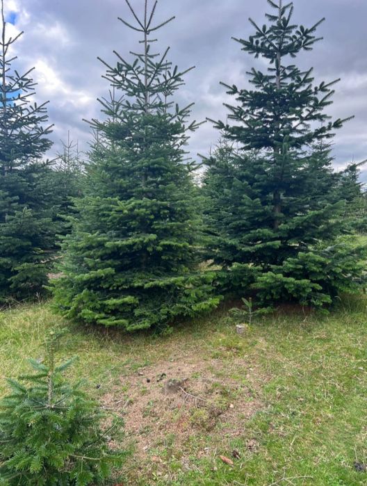 Brazi de Crăciun cu balot de pământ