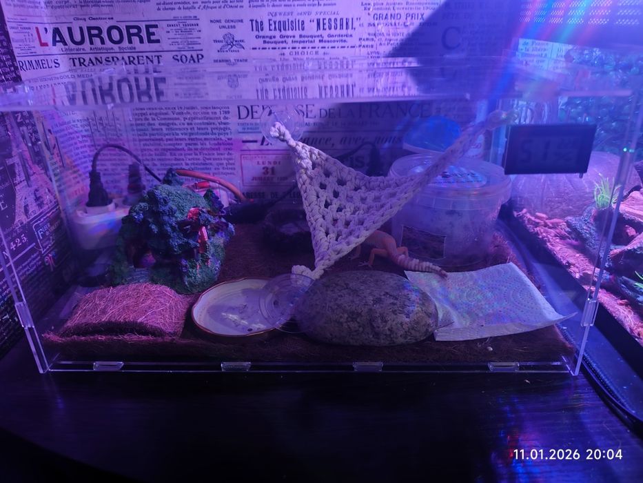 Эублефар +террариум