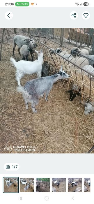 De plecare 3 iedute si 1 tap tg mures