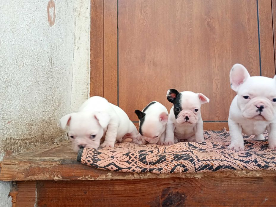 Френски булдог кученца