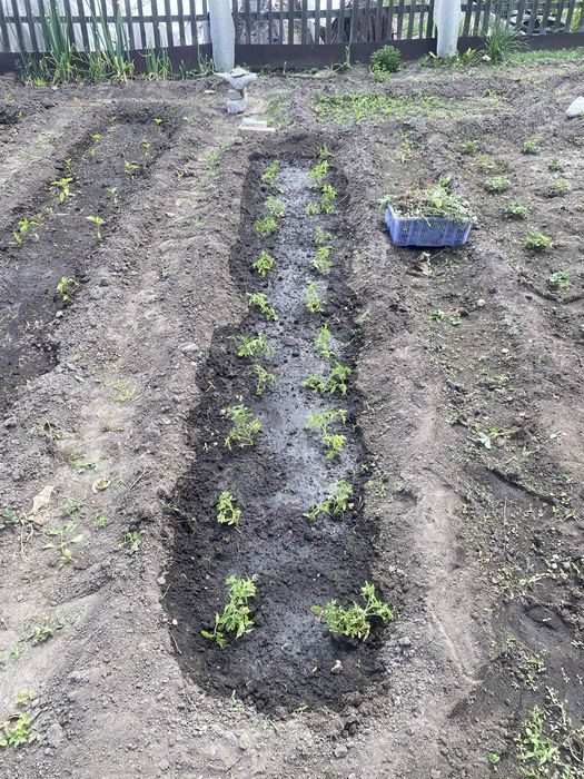 Продам рассаду помидор