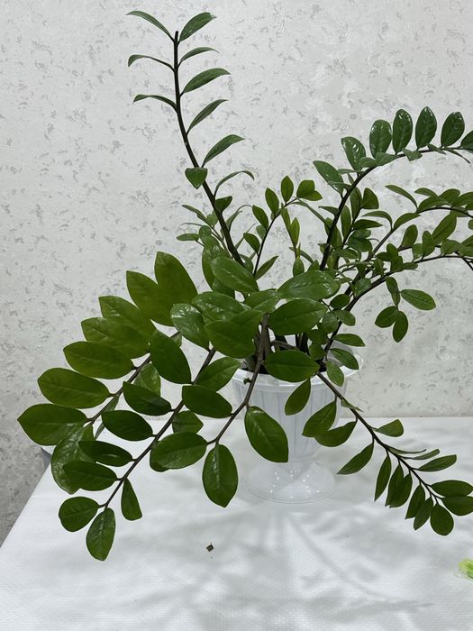 доллар цветы,заммиокулькас