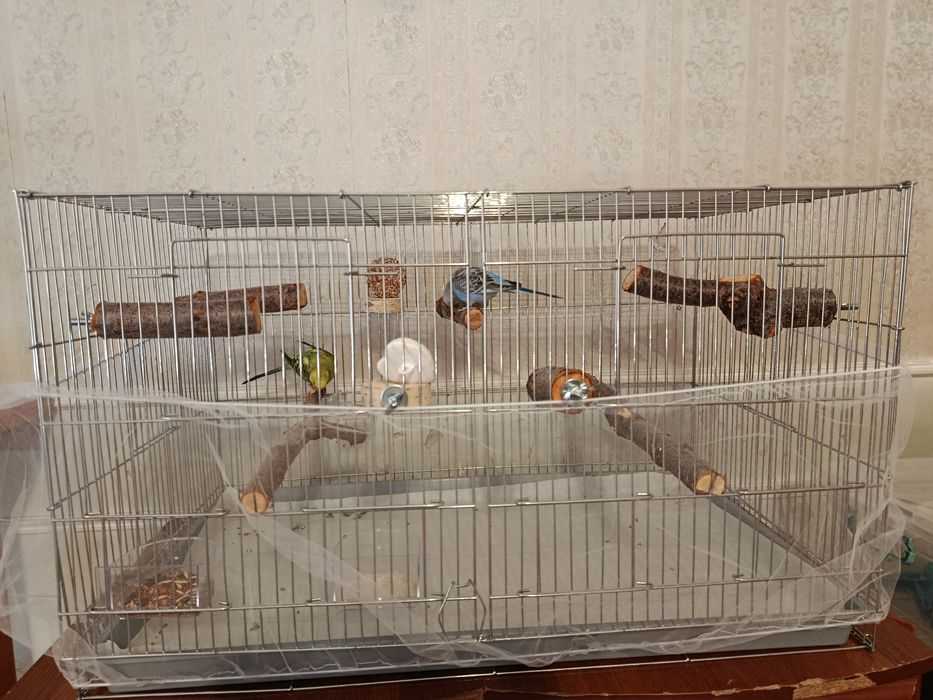 2 пары попугаев с клетками