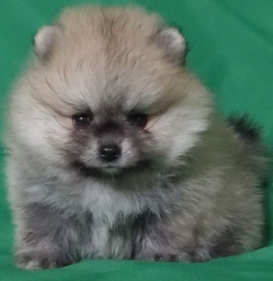 Шпицемини пацанчики