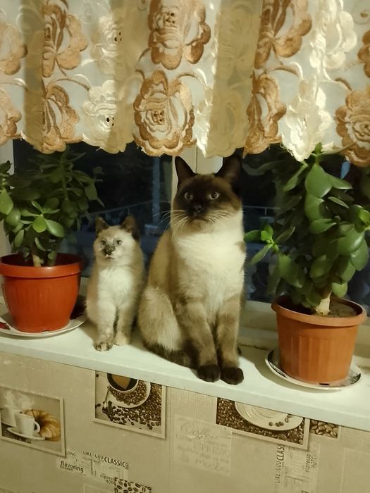 Сиамская кошка хороший подарок на новый год игривая ест всё подяд  .